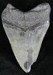 Bargain Megalodon Tooth - South Carolina #28421-2